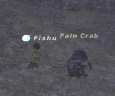 Palm Crab (Fished) Picture